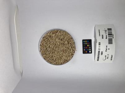 Click for 1 image(s) for this accession. SEED